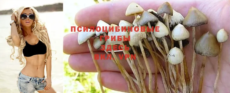 Псилоцибиновые грибы MAGIC MUSHROOMS  гидра онион  Апрелевка 